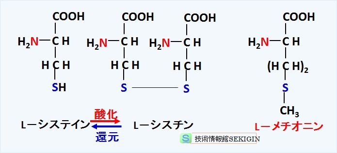 硫黄を含む中性アミノ酸
