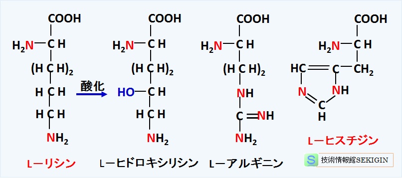 塩基性アミノ酸