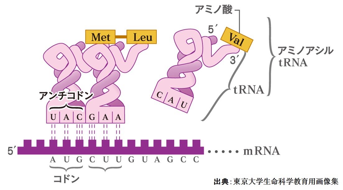 たんぱく質合成の模式図