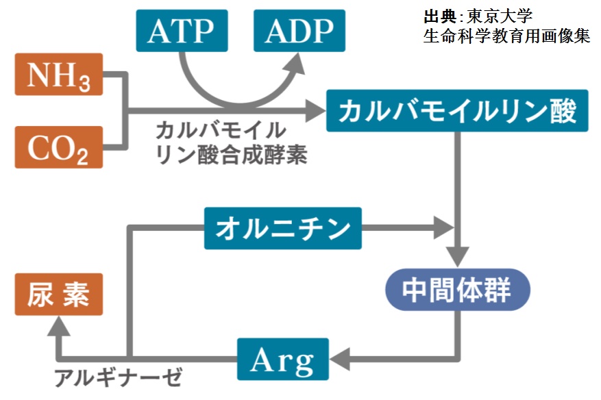 尿素回路（オルニチン回路）