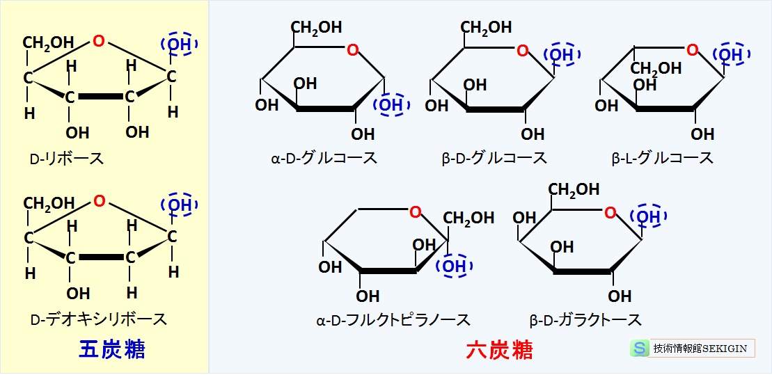 環状構造の糖（立体異性体）