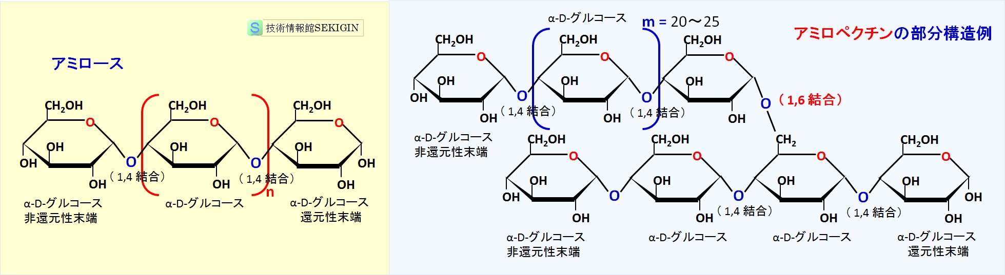 デンプンの構造