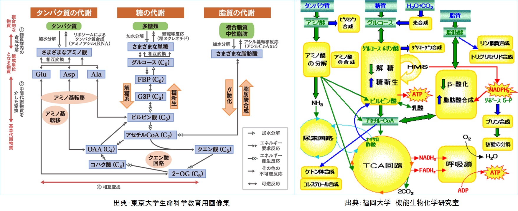 代謝経路