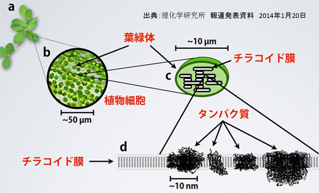 植物の葉に存在する葉緑体のイメージ図