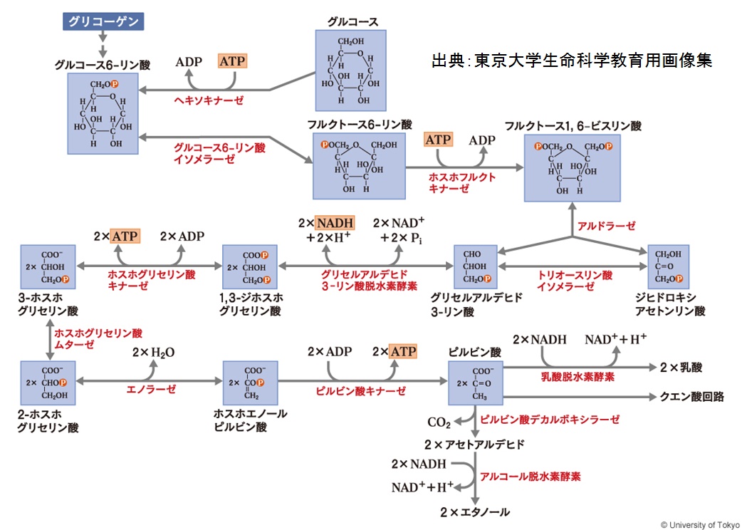 解糖系