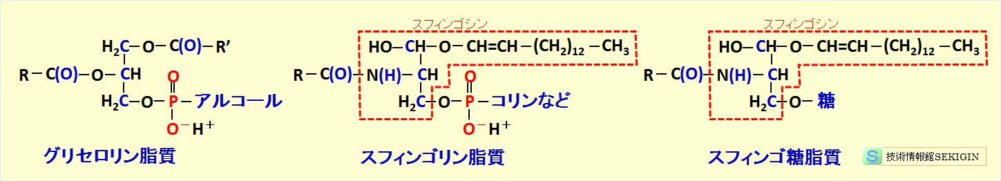 複合脂質の構造例