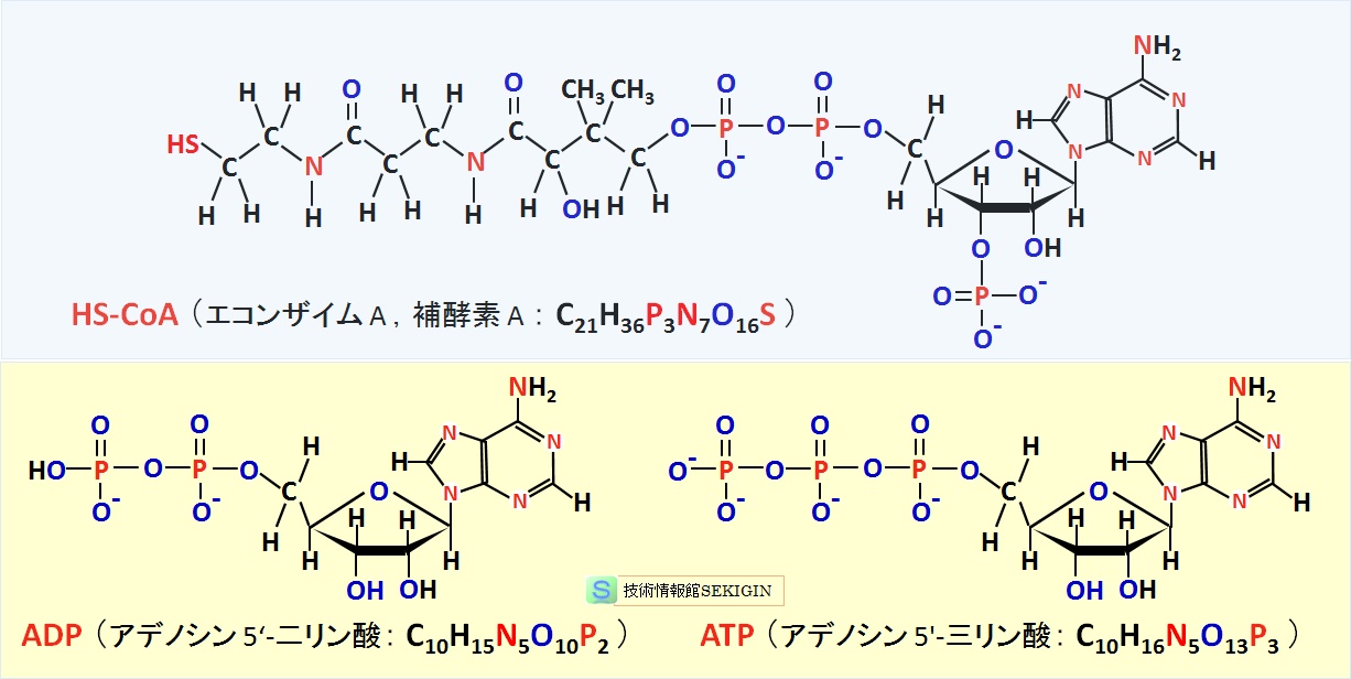  CoA （補酵素A ，コエンザイムA ），ADP，ATP 