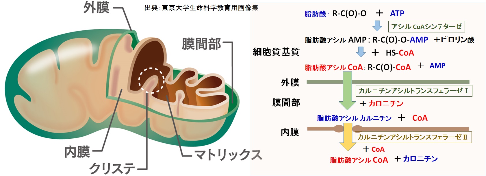 ミトコンドリア構造と脂肪酸の膜透過（模式図）