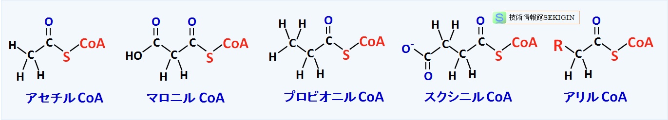 主な CoA 化合物
