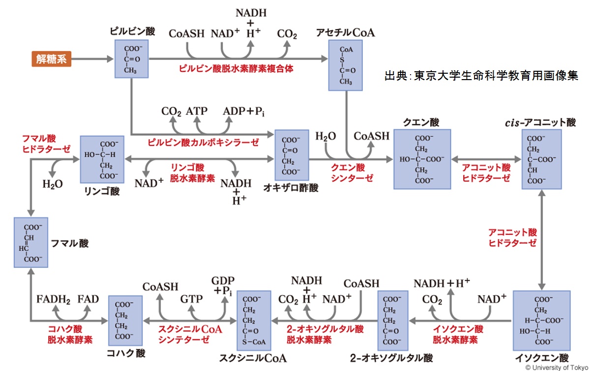 クエン酸回路