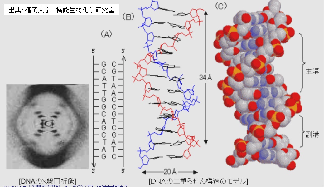 核酸（DNA）の二次構造例