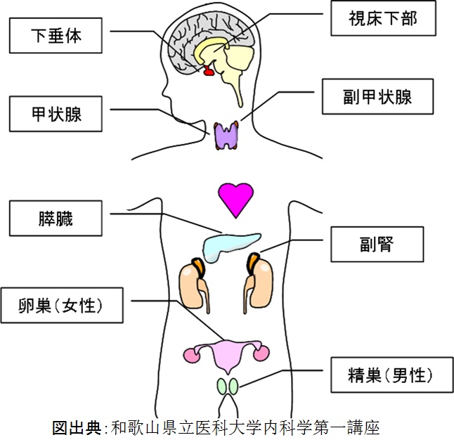 主な内分泌器官