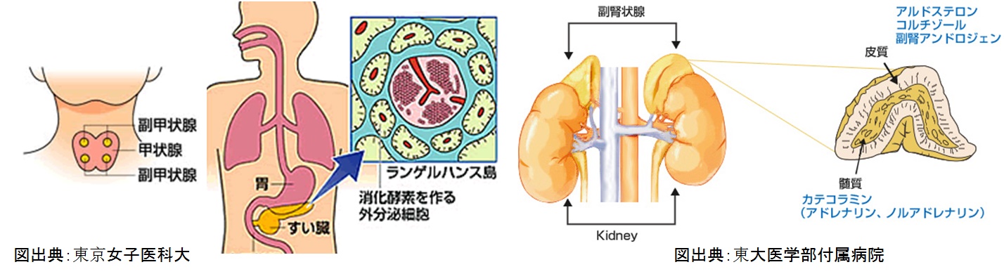 甲状腺，膵臓，副腎